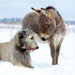 The design shows a photo of a donkey stood in snow, looking down at a Irish Wolfhound dog laying in the snow.