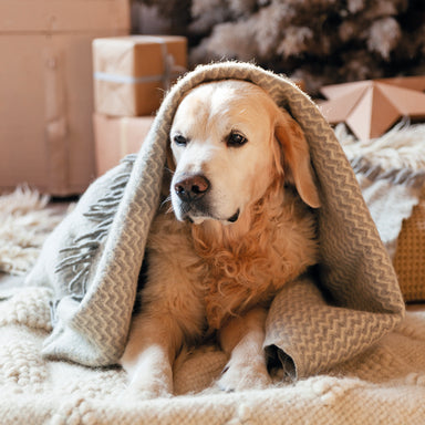 The design is an image of a Golden Retriever sat on a rug with a blanket over its head, in front of a Christmas tree and wrapped gifts.