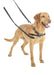 A close up of a yellow labrador is wearing the Halti Training Lead in black.