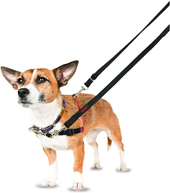 A close up of a small dog using the black Halti Training lead.