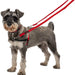 A close up of a grey miniature schnauzer wearing a red halti training lead.
