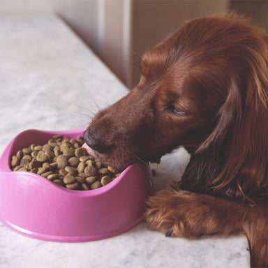 A brown haired dog is eating from a pink dog bowl on a white table.