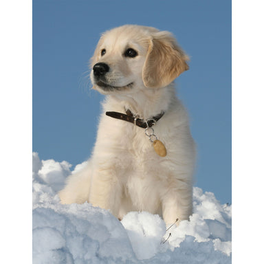 A picture of a retriever puppy sat in the snow.