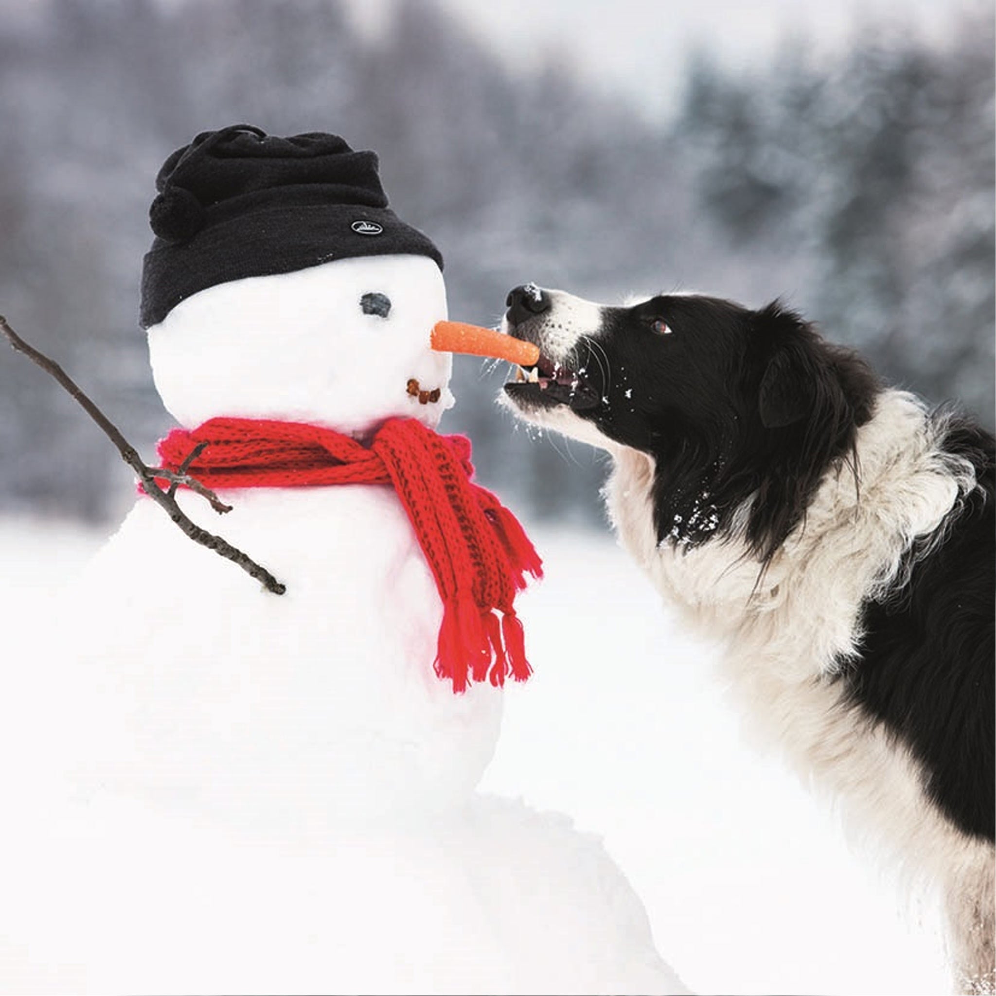 The design on this&nbsp;Christmas card is a photograph of a black and white border collie, stealing the carrot nose from a snowman.