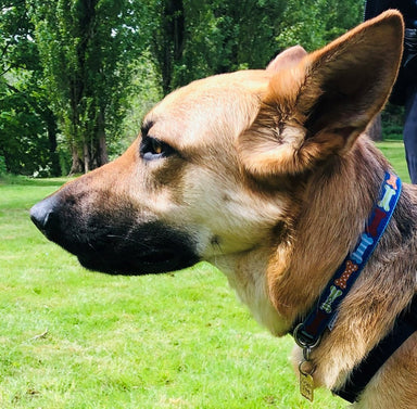 A close up side profile of a German Shepherd in a field wearing a blue collar decorated with different coloured bones.