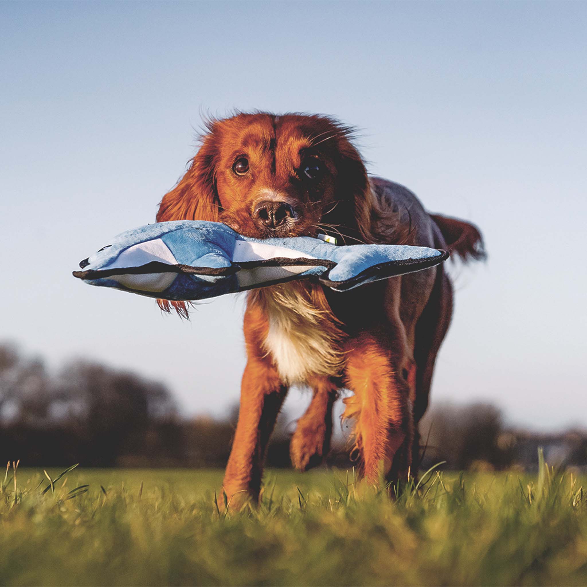A lifestyle image of a dog outside playing with the Dolphin dog toy.