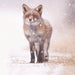 A red fox with closed eyes stands on the ground with snow falling around it.