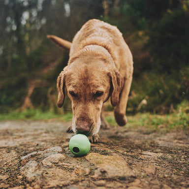 A lifestyle image featuring a dog sniffing a Beco rubber ball toy.