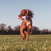 Lifestyle image of a dog in a field running with a Beco rubber bone.