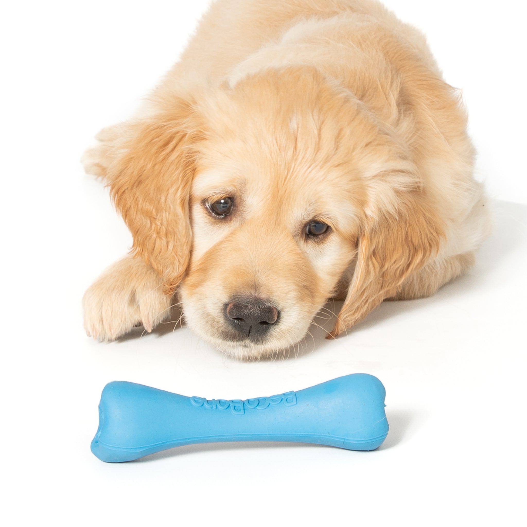 An image of a puppy curiously looking at the Blue Beco Rubber Bone.