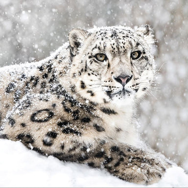 Christmas card design with a snow leopard sitting on a pile of snow looking forward and snow falling in the background.