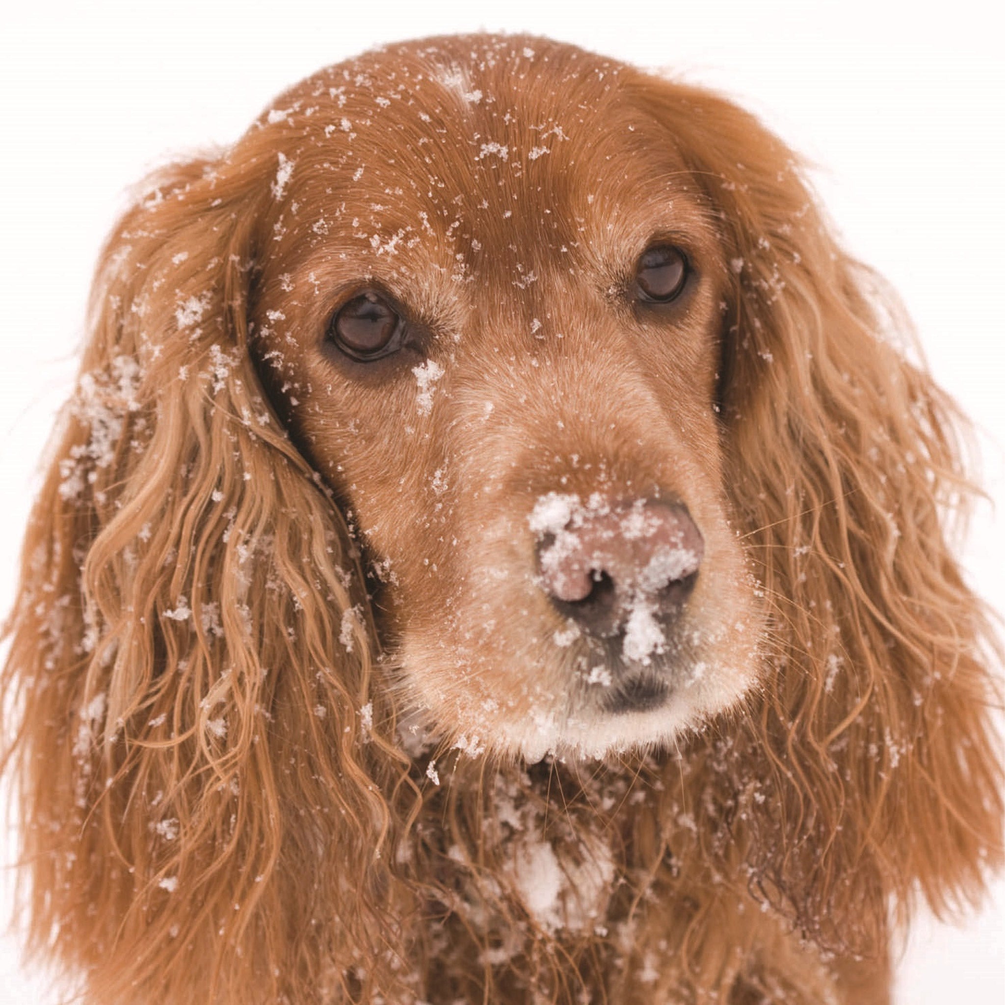 A close up image of a golden spaniel in snow, with snow flakes on the dogs ear, head and nose.